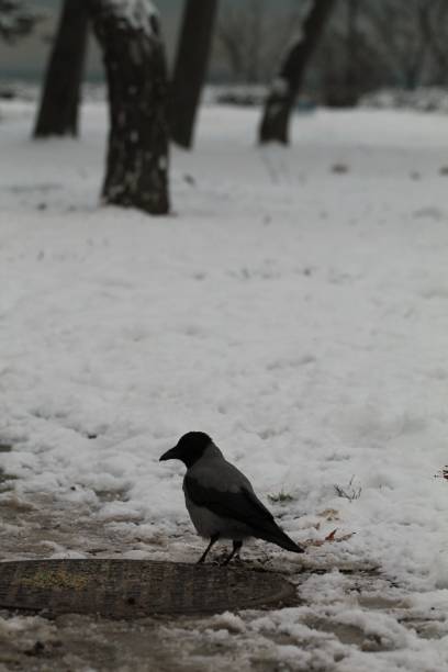 istock Winter time in Gdynia Poland. 1443635890