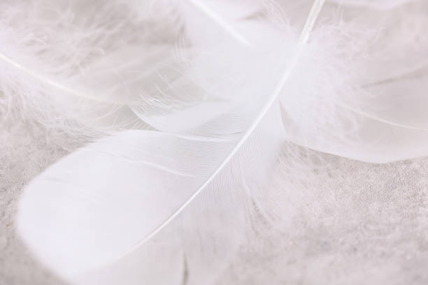 istock White swan feathers close up. Care and Tenderness concept. 1443636024