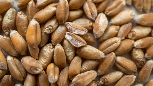 Macro shot of wheat grains as background stock photo