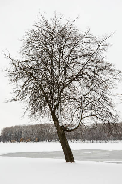 istock Winter in the city park 1443640920