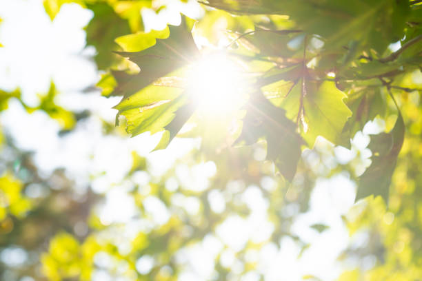 Green leaves green maple tree and sun light