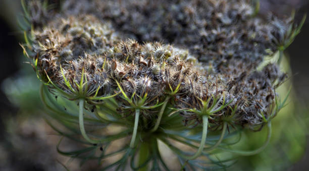 istock Bunches of ripe seeds carrots 1443642862