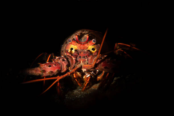 A California spiny lobster in a crevice was lit with a snooted strobe for a dramatic effect