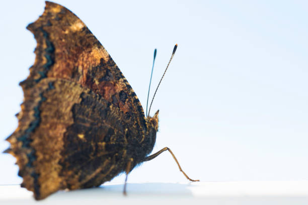 Butterfly yellow legged tortoiseshell or large tortoiseshell (Nymphalis xanthomelas) with blue sky on background