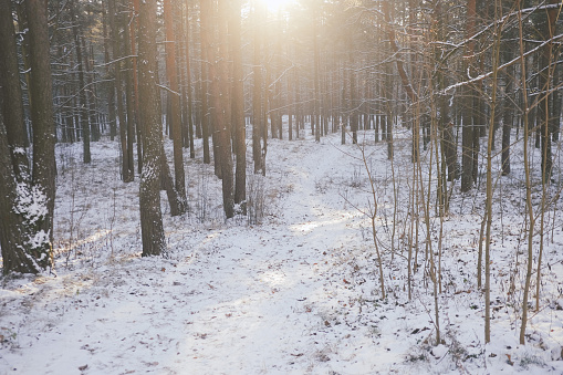 Forest in winter in Latvia. 2022.