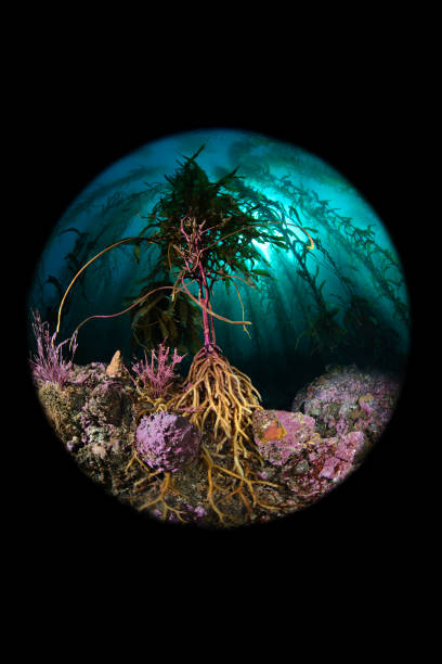 california kelp bed and reef - chwytniki zdjęcia i obrazy z banku zdję�ć