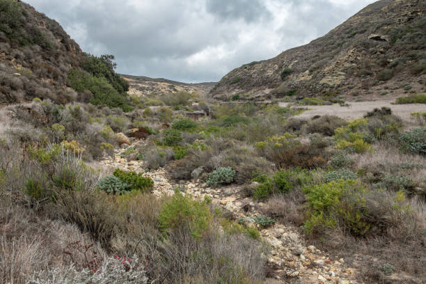 istock Dry riverbed on Santa Rosa Island 1443645380