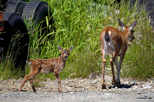 A fawn follows it's mother on Sunday, June 26, 2022 near Copper Ridge Lane and the Third Avenue Bypass in Ketchikan, Alaska.