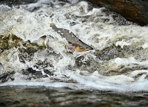 Colorful Pink Salmon Jumping Dam Issaquah Creek Washington. Every autumn salmon come up creek to Hatchery. Salmon come from as far as 3,000 miles.