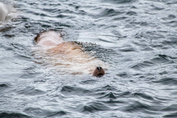 A stellar sea lion surfaces for air on Monday, Jan. 11, 2020 at Berth 3 in Ketchikan, Alaska.