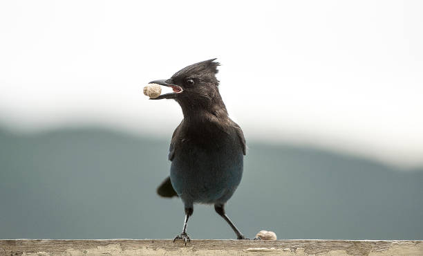 A Stellers jay grabs a peanut on Monday near Refuge Cove in Ketchikan, Alaska. A Stellers jay is known for a raspy screech and their ability to mimic the calls by other species of birds.