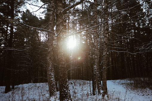 Forest in winter in Latvia.