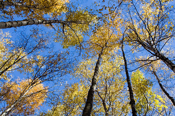 Sky High Trees stock photo