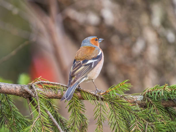 istock Common chaffinch, Fringilla coelebs, sits on a tree. Common chaffinch in wildlife. 1443646838