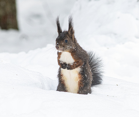 Eurasian red squirrel eating beech nuts in autumn.