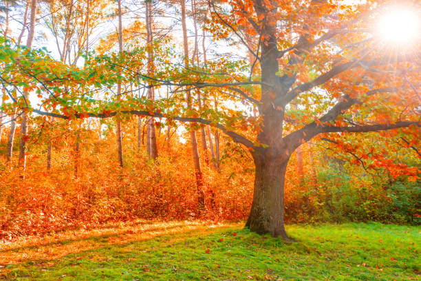 istock Oak tree with autumn yellow leaves 1443647120
