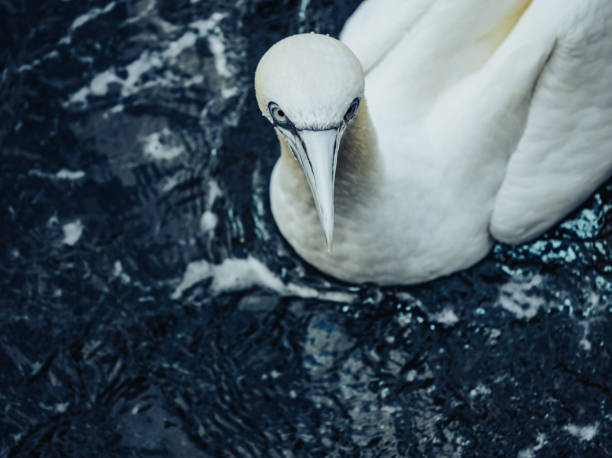 Northern gannet bird flying over North Sea