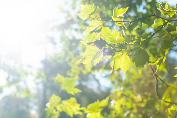 Green leaves green maple tree and sun light