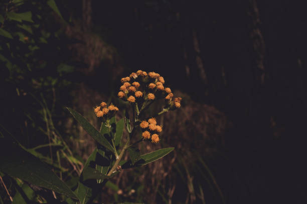 yellow flowers in the forest - wild flowers