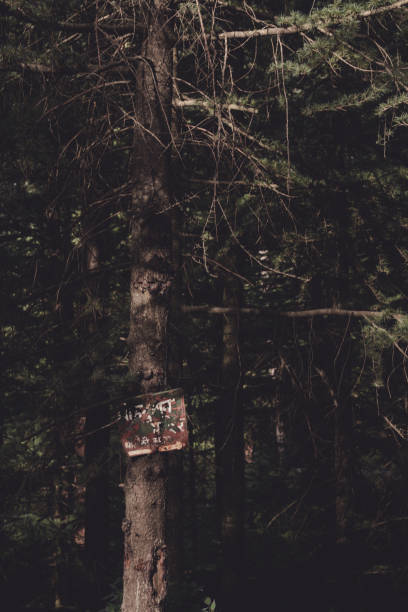 istock Sign Board on Cypress Tree in the Forest 1443648178