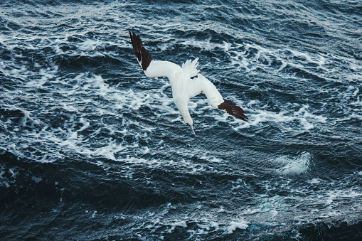Northern gannet bird: feeding frenzy behavior. The birds stand nearby a fishing net and dive continuously to steal fish.