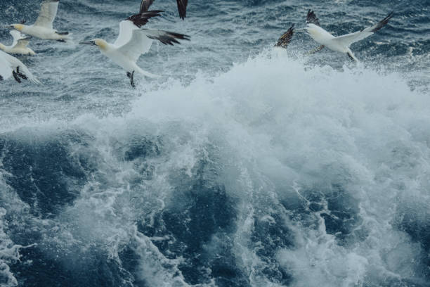 istock Northern gannet bird behavior and fishing 1443649263