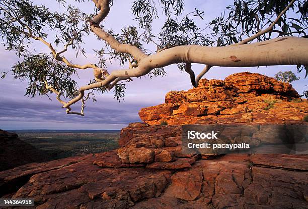 Branco Árvore E Red Rock - Fotografias de stock e mais imagens de Cultura aborígene australiana - Cultura aborígene australiana, Austrália, Ao Ar Livre