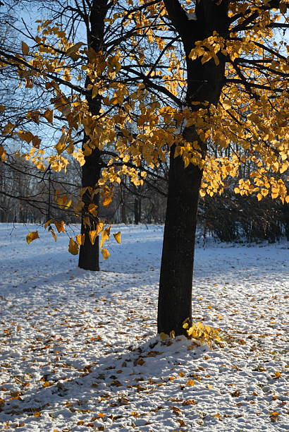 First snow stock photo