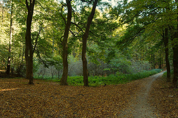 Green fall wood with footpath stock photo