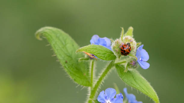 istock Harlequin ladybird, or Asian ladybug 1443650017
