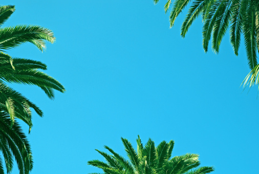 Three palm trees and very blue sky (copy space)