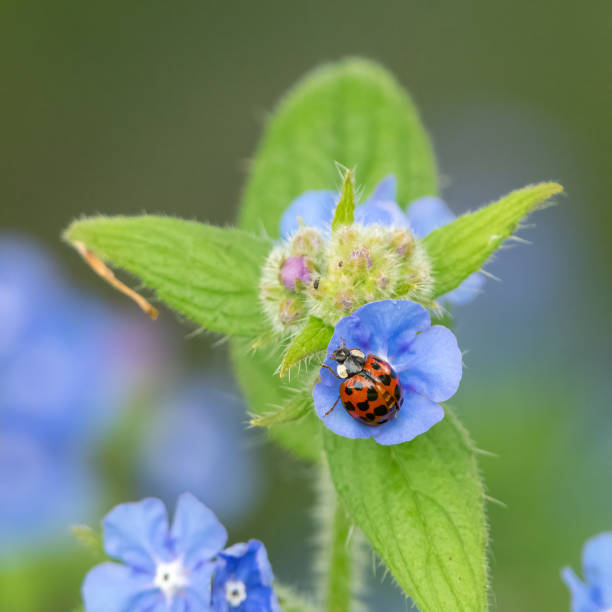 istock Harlequin ladybird, or Asian ladybug 1443650750