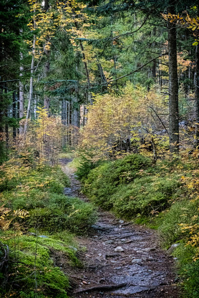 footpath in coniferous forest, dill valley, high tatras mountain, slovakia - 16710 imagens e fotografias de stock