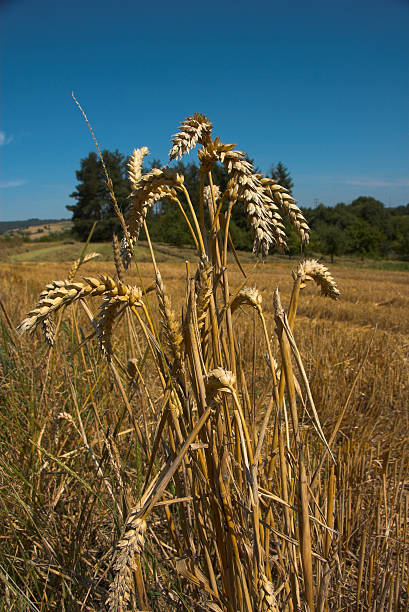 Grains of Wheat stock photo