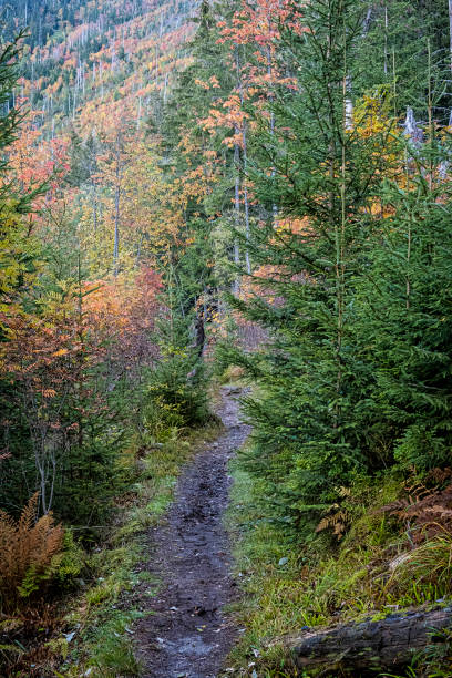 sentier pédestre dans la forêt de conifères, vallée de l’aneth, montagne des hautes tatras, slovaquie - 16711 photos et images de collection