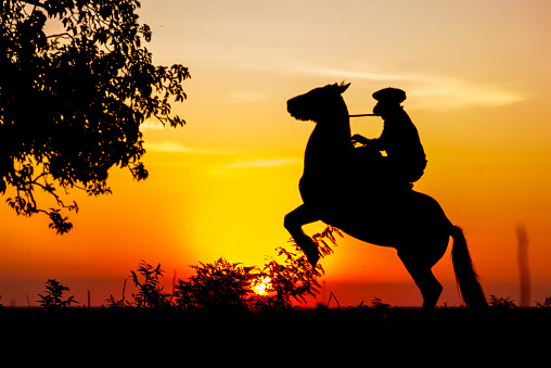 Silhouette of gaucho on his horse with front legs up next to an Ombu planted in the field at the golden hour in Corrientes, Argentina.