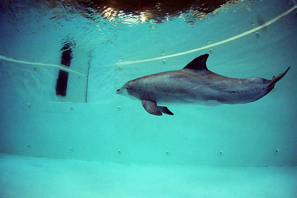 dolphin - animals in captivity stok fotoğraflar ve resimler