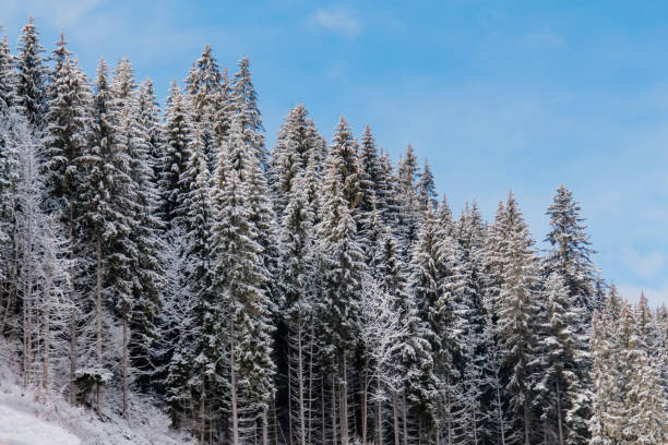 Winter landscape in the Carpathians, Ukraine. Snow-capped mountains and fir-trees and pines. Winter forest. Ski resort. Winter landscape in the Carpathians, Ukraine. Snow-capped mountains and fir-trees and pines. Winter forest. Ski resort. bukovel ski resort ukraine stock pictures, royalty-free photos & images