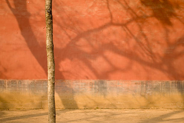 istock Tree with Shadows, Forbidden City, China 144365388