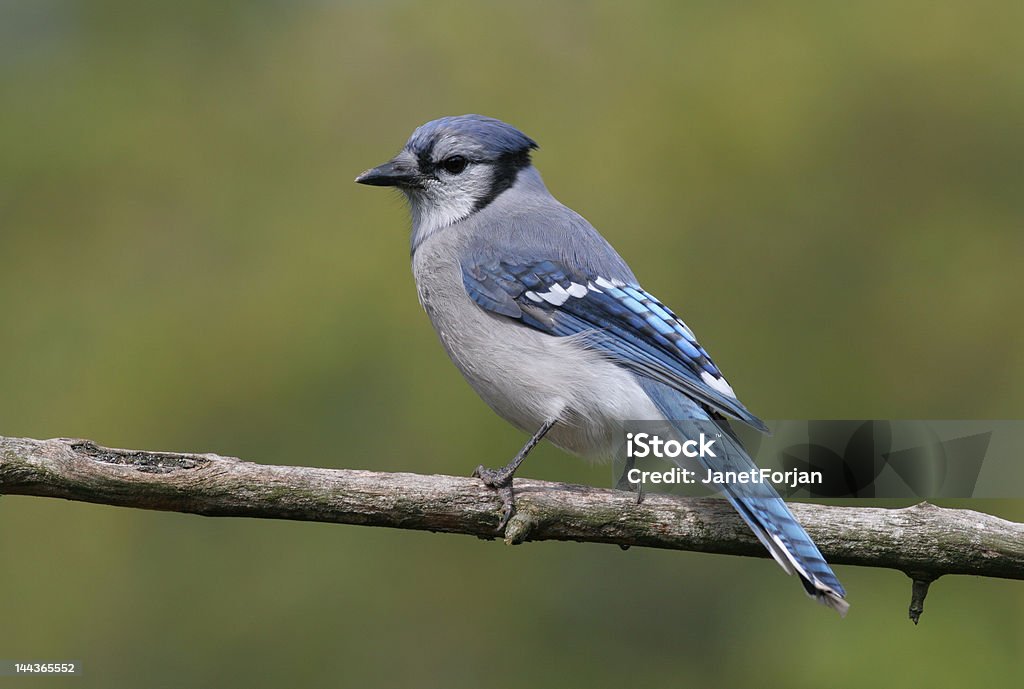 Blue Jay Portrait of a Blue Jay perched on a branch Animal Body Part Stock Photo