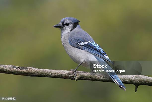 Blue Jay Stock Photo - Download Image Now - Animal Body Part, Animal Wing, Beak