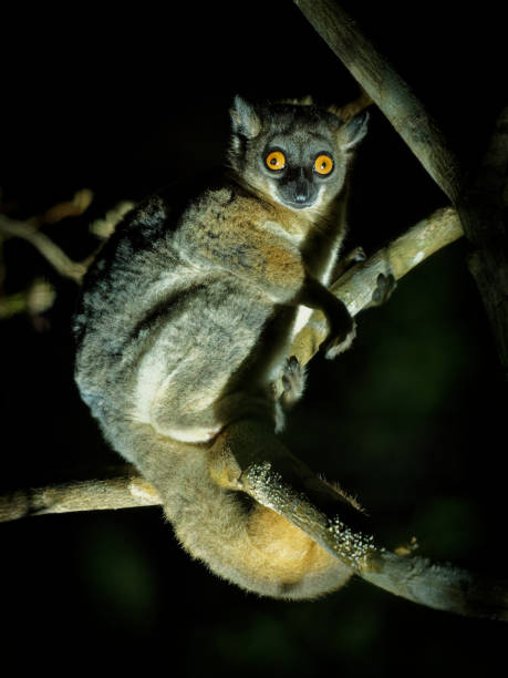 rotschwanz-wieselmaki - lepilemur ruficaudatus oder rotschwanz-wieselmaki, madagaskar endemische nachtaktive art, die sich von blättern und früchten ernährt, orangefarbene säugetieraugen auf dem baum in der nacht - athleticism multi colored red brown stock-fotos und bilder