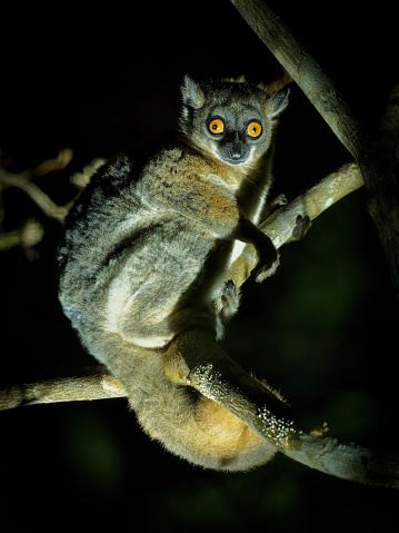 Lémur deportivo de cola roja - Lepilemur ruficaudatus o lémur comadreja de cola roja, especies nocturnas endémicas de Madagascar que se alimentan de hojas y frutos, ojos naranjas de mamíferos en el árbol en la noche photo