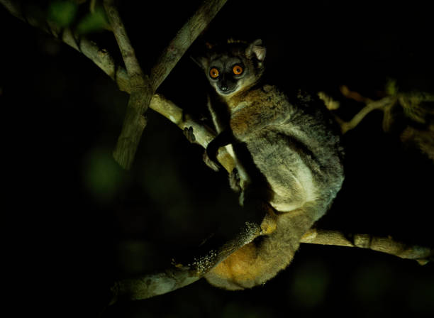 Red-tailed Sportive Lemur - Lepilemur ruficaudatus or red-tailed weasel lemur, Madagascar endemic nocturnal species feeding on leaves and fruit, mammal orange eyes on the tree in the night.