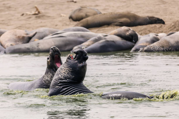 istock Elephant Seals in the wild 1443655888