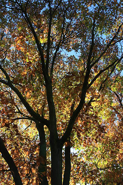 istock Colorfull Autumn leafs on the trees 144365621