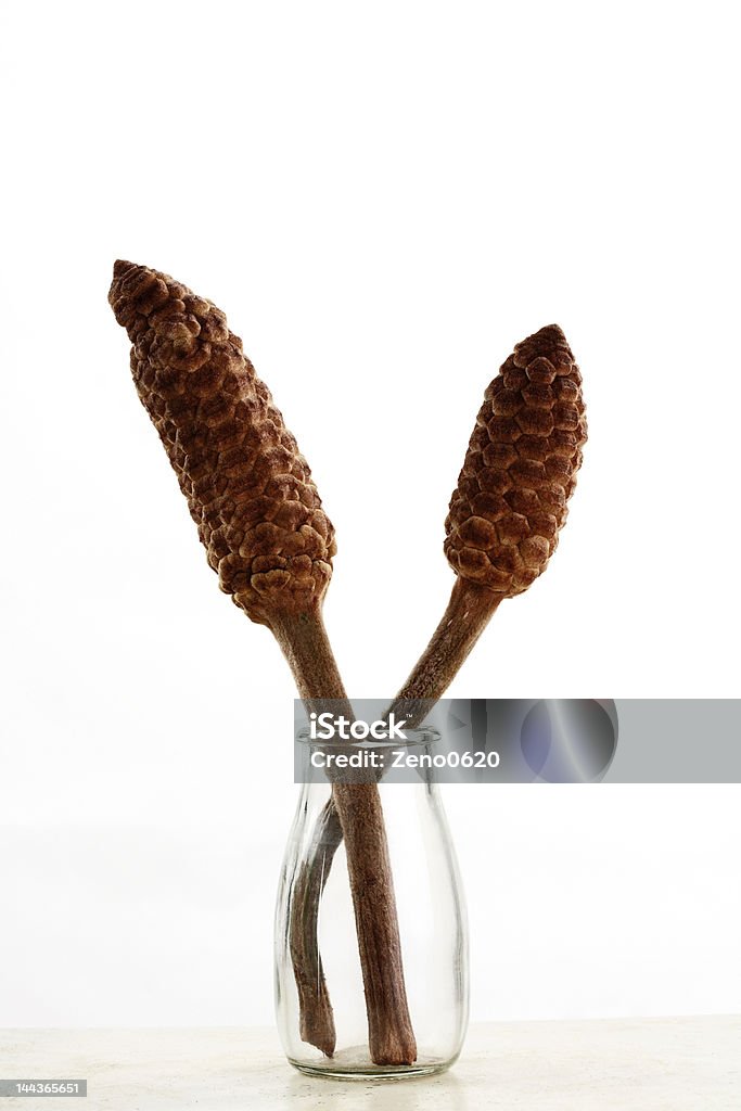 Sago palm Sago palm,frondent, Activity Stock Photo