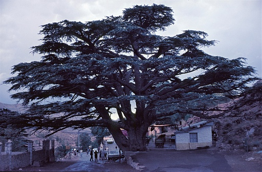 Lebanon, 1965. Lebanon cedar in the mountains.