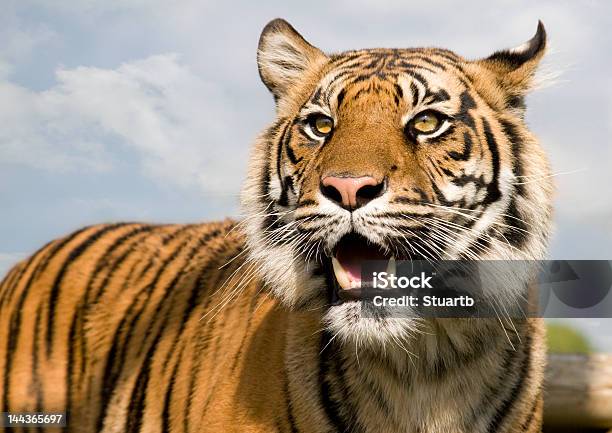 Tigre Real De Sumatra Foto de stock y más banco de imágenes de Animales salvajes - Animales salvajes, Dientes de animal, Felino salvaje