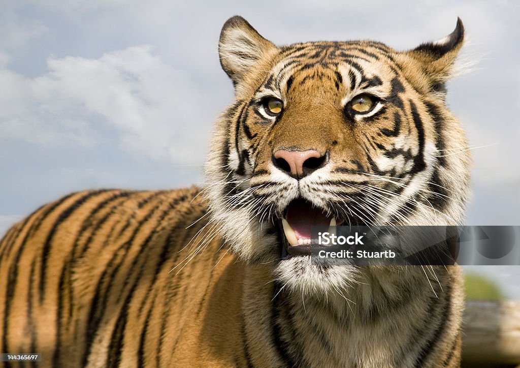 Tigre di Sumatra - Foto stock royalty-free di Baffo - Parte del corpo animale